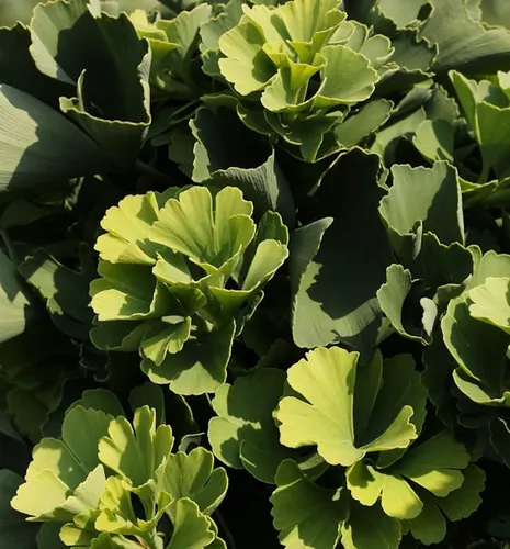 Ballförmiger Ginkgobaum Globus 30-40cm - Ginkgo biloba