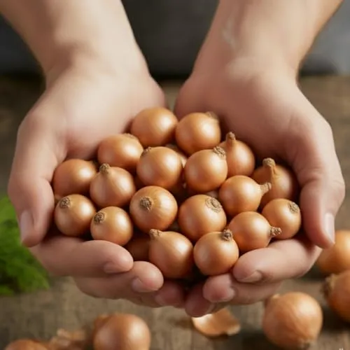 Wintersteckzwiebeln Stuttgarter Riesen (500 gr) - Steckzwiebeln Winterhart - Hoher Qualität aus Holland (kein Samen) - Mild scharfe Gemüsezwiebel, Steckzwiebel größe 14-21 mm