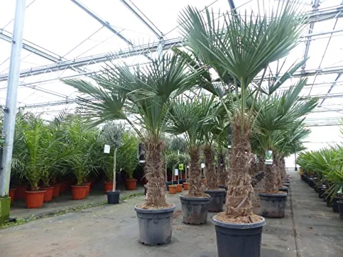 Trachycarpus fortunei - Winterharte Hanfpalme mit dickem Stamm - Bäume, Sträucher & Hecken - Robust bis -18°C, ideal für Gärten und Terrassen, bietet exzellente Qualität mit kräftigem Stamm und vollem Wurzelwerk.