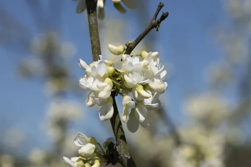 Pflanzen für Dich Gehölze Cercis can. Texas White - Kanadischer Judasbaum weiß - Schöner, aufrechter Judasbaum mit weißen Blüten. Ideal für sonnige, windgeschützte Standorte. Perfekt für Gärten, die einen Blickfang suchen.