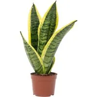 Value Greens Bogenhanf als Raumluftverbesserer  Sansevieria Trifasciata Superba  25 cm Hoch  Topf-Ø 9 cm