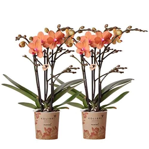 Kolibri Orchids | COMBI DEAL von 2 orange Phalaenopsis Orchideen - Blumen & künstliche Pflanzen, Frisch eingetopfte Orchideen für einen farbenfrohen Akzent in Ihrem Zuhause, ideal für jeden Raum.