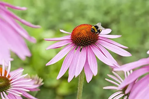 Echinacea purpurea 'Magnus' 9x9 cm Topf – Winterhart, Mehrjährig, Pflegeleicht – Purpur-Sonnenhut – Staude für Beet & Rabatte