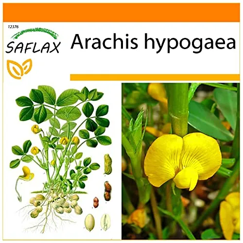 SAFLAX - Garden in the Bag - Erdnuß - 8 Samen - Mit Anzuchtsubstrat im praktischen, selbst aufstellenden Beutel - Arachis hypogaea