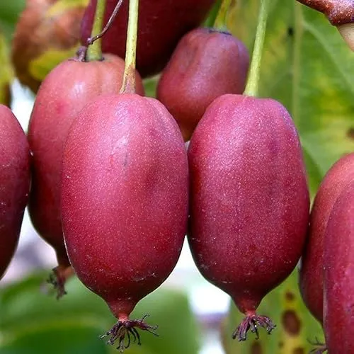 Actinidia Hardy Red weiblich 2L Pflanze für Anfänger und professionelle Gärtner