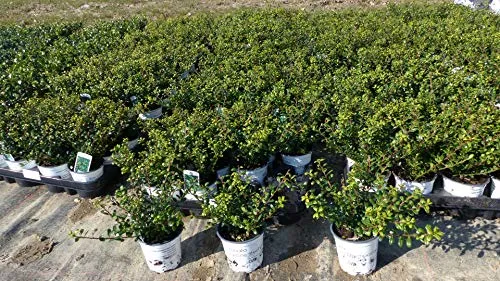 Ilex crenata 'Stokes' - Buchsbaum Ersatz Heckenpflanze - 100 Stück Ilex crenata 'Stokes' - winterhart und robust, ideal als Buchsbaumersatz für stilvolle Hecken. Pflanzenhöhe: 15-20 cm, perfekte Wahl für Gärten und Landschaftsgestaltung.