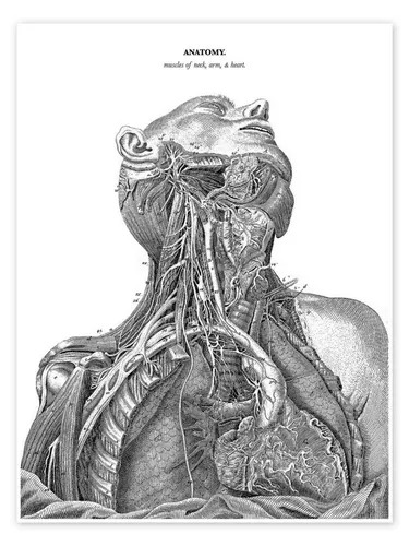 Posterlounge Wandbild Anatomie des Nervensystems im Herzen, Hals und Arm, Master Collection, erhältlich als Poster, Leinwandbild, Wandsticker oder Acrylglasbild