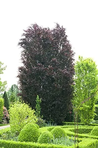 Fagus sylvatica 'Purpurea' 20-30 cm - Blutbuche, purpurrote Blätter, ideal als Solitärbaum, winterhart, pflegeleicht