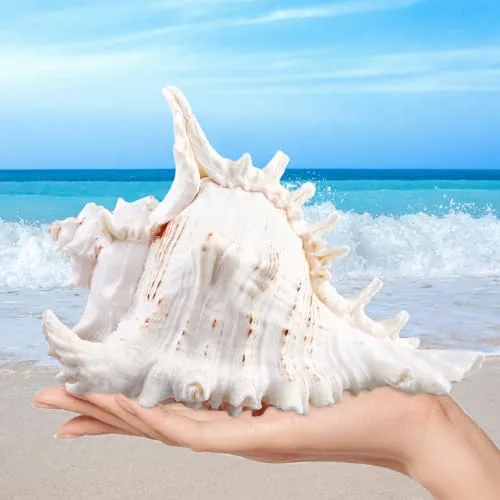 Natürliche Muscheln 18-20 cm – Große Muschelschalen für DIY Deko