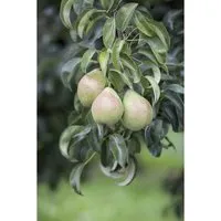 Pyrus Communis Birnbaum 60–100 cm - Robust und Ertragreich - Hausbäume: Pflegeleichter Birnbaum mit zarten Blüten und köstlichen Früchten, ideal für Obstgärten und bienenfreundlich.