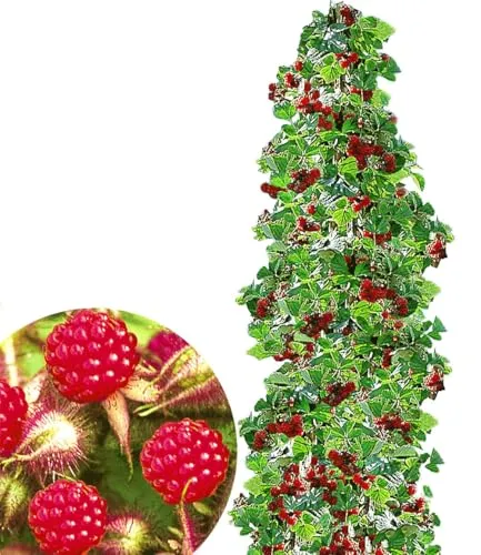 BALDUR-Garten Pflanzen von BALDUR-Garten