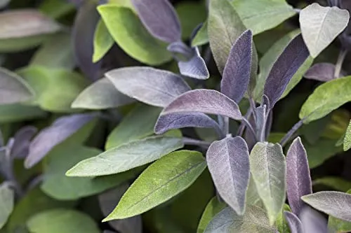 Salvia officinalis 'Berggarten' 9x9 cm Topf – Winterhart, Mehrjährig, Pflegeleicht – Küchensalbei – Kräuterpflanze für Beet & Balkon