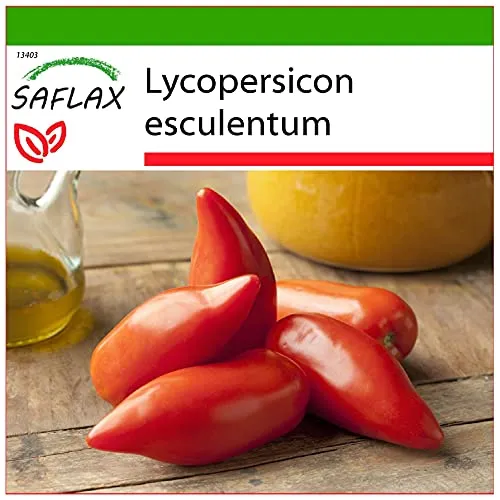 SAFLAX - Tomate - Andenhorn/Cornue des Andes - 10 Samen - Mit keimfreiem Anzuchtsubstrat - Lycopersicon esculentum