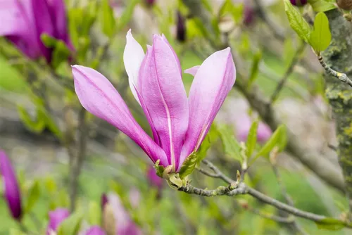 Magnolia liliiflora Ricki - Purpur-Magnolie für jeden Garten - Ziergehölz mit auffälligen purpur- bis magentafarbenen Blüten, ideal für Vorgärten oder als Solitär. Pflegeleicht und blüht spät im Frühjahr, perfekt für einen stimmungsvollen Garten.