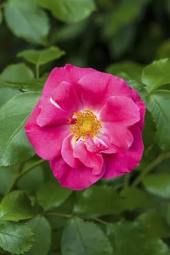 Rosa rugosa 'Rubra' 40–60 cm – Winterhart, Mehrjährig, Pflegeleicht – Apfelrose (Kartoffelrose) – Heckenpflanze für Garten & Sichtschutz