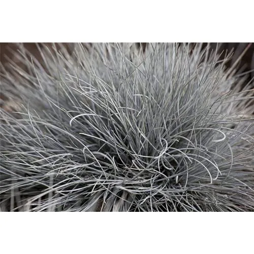 Festuca glauca 'Eisvogel', Blauschwingel - im Topf 11 cm, in Gärtnerqualität von Blumen Eber - 11 cm