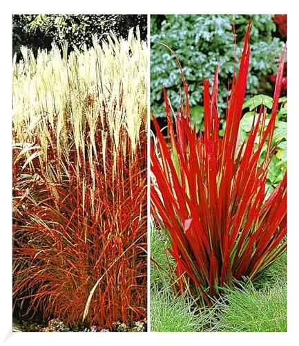 BALDUR Garten Rote Gräser-Kollektion - Gräsersamen & -pflanzen, enthält winterharte Stauden wie Ziergras Indian Summer und Red Baron, ideal für pflegeleichte Gärten und sommerliche Blütenpracht.