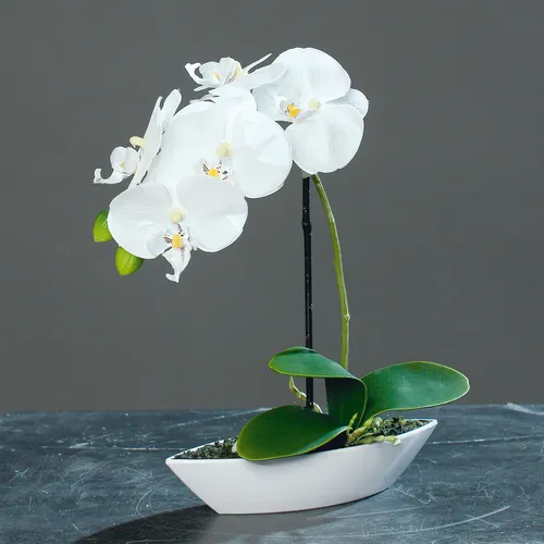 Orchidee Phalaenopsis im Kunststoff-Schiffchen ca. 30cm Creme Kunstblume