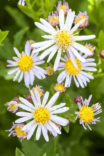 Pflanzen für Dich Staude Aster ageratoides Asran, 1 St., Herbstaster, Wildaster