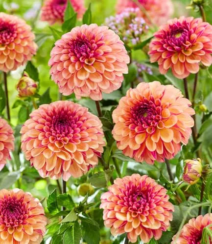 BALDUR Garten 2x Dahlie 'Palmares', Knollen in Größe I, Blickfang für Beet, Kübel & Vase, kompakter Wuchs & üppige Blüte, lange Blütezeit und robust, mehrjährig & pflegeleicht