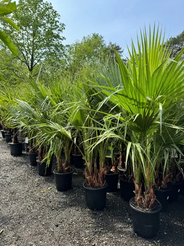 Sunny-Tree Washingtonia Robusta Multistamm 140-160 cm – Exotische Fächerpalme im Topf