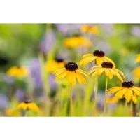 Produktbild Rudbeckia Fulgida Var.speciosa Sonnenhut Ca. 9x9 cm Topf