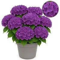 Exotenherz Hortensia Hydrangea Forever & Ever Lila im 23 cm Topf - Romantische Gartenhortensie mit 7-12 Blüten für eine lebendige Atmosphäre. Ideal für halbschattige Standorte und pflegeleicht, sorgt sie für langanhaltende Blütenpracht.