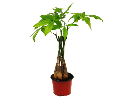 Exotenherz Zimmerpflanze Pachira aquatica, Glückskastanie - 12cm Topf