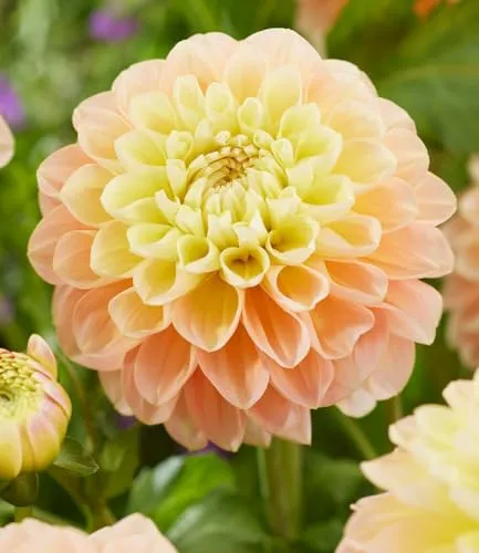 BALDUR Garten 2x Dahlie 'Honey Dew', Knollen in Größe I, bildschöne, ca. 15 cm große Blüten, lang blühend & mehrjährig, perfekt für Beete, Kübel & Blumensträuße, pflegeleicht
