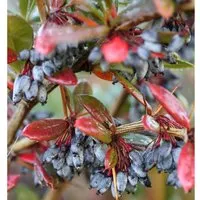 Produktbild Großblättrige Berberitze 20-25cm - Berberis julianae