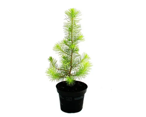 Exotenherz Zimmerpflanze Exotenherz Mittelmeer-Kiefer Pinus pinea Zimmerkiefer 12cm Topf