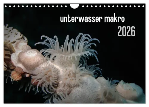 Claudia Weber-Gebert | Unterwasser Makro 2026 (Wandkalender) - Entdecken Sie die faszinierende Makrowelt der Meere mit diesem hochwertigen Wandkalender. 14 farbenfrohe Motive bringen das Unterwasserleben in Ihr Zuhause. Ideal für Natur- und Tierliebhaber!