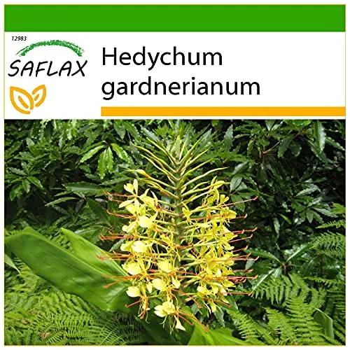 SAFLAX - Riesen - Schmetterlingsblume - 10 Samen - Mit keimfreiem Anzuchtsubstrat - Hedychum gardnerianum