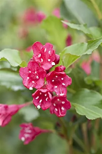 Weigela 'Red Prince' - Pflegeleichte Weigelie mit leuchtend roten Blüten - Ideal für Hecken und Rabatten, zieht Bienen und Schmetterlinge an. Winterhart bis -20 °C und perfekt für sonnige Standorte. Robust und pflegeleicht, ideal für Gartenanfänger.