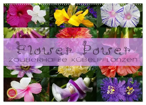 Martina Cross | Flower Power - Zauberhafte Kübelpflanzen Wandkalender 2026 - Entdecken Sie 12 wunderschöne Kübelpflanzen für Ihren Garten. Der Kalender bietet inspirierende Bilder und praktische Tipps für die Pflanzenpflege. Ideal für Gartenliebhaber!
