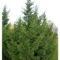 Produktbild Chinesischer Wacholder Keteleeri 100-125cm - Juniperus chinensis