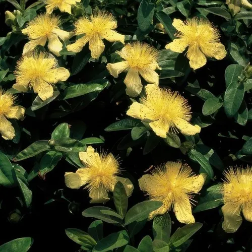 Großkelchiges Johanniskraut Hypericum calycinum – Bodendecker – Ø9cm – ↕10-25cm