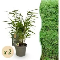 Exotenherz Fargesia Rufa Bambus 2er Set - 14cm Topf, 35cm hoch - Kraftvolles 2er Set Fargesia rufa im 14-cm-Topf, ideal für Garten oder Terrasse. Immergrün, pflegeleicht und mit harmonischem Wuchs, sorgt für Sichtschutz und lebendige Strukturen.