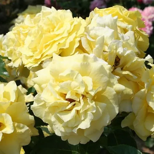 Strauchrose „Lichtkönigin Lucia®“ - zitronengelb blühende, duftende Topfrose im 6 L Topf - frisch aus der Gärtnerei - Pflanzen-Kölle Gartenrose