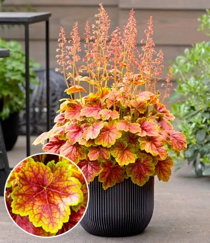 BALDUR Garten Heuchera 'Eternal Flame' - Pflegeleichte Pflanze für Beet und Kübel - Bienen- und schmetterlingsfreundliche, winterharte Pflanze mit monatelangem Farbspektakel. Ideal für Sonne bis Halbschatten, wächst bis 40 cm hoch und benötigt nur wenig Pflege.