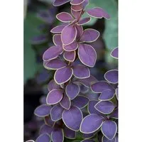 Berberis thunbergii 'Golden Ring'