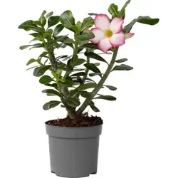 Plant in a Box von Plant in a Box