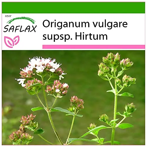 SAFLAX - Kräuter - Griechischer Oregano - 600 Samen - Mit keimfreiem Anzuchtsubstrat - Origanum vulgare