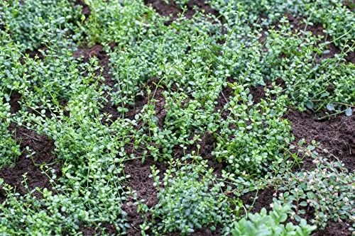 Produktbild Euonymus fortunei 'Minimus' 15–20 cm – Immergrün, Winterhart, Pflegeleicht – Kriechspindel – Bodendecker für Garten & Beet