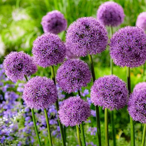 Allium Zwiebeln Winterhart Mehrjährig - Gladiator - 5 Blumenzwiebeln - Allium Giganteum Zwiebeln - Duftende Pflanzen aus Holland für Garten, Topf (große Knollen, kein Samen, nicht künstlich)