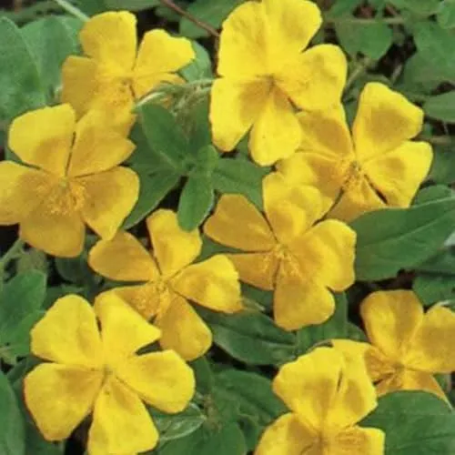 Sonnenröschen 'Golden Queen' - Helianthemum 'Golden Queen': Die goldene Königin. 6 x