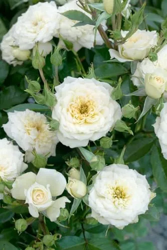 Rosa 'White Babyflor' – Winterhart, Mehrjährig, Pflegeleicht – Beetrose – Rosenstrauch für Beet & Kübel