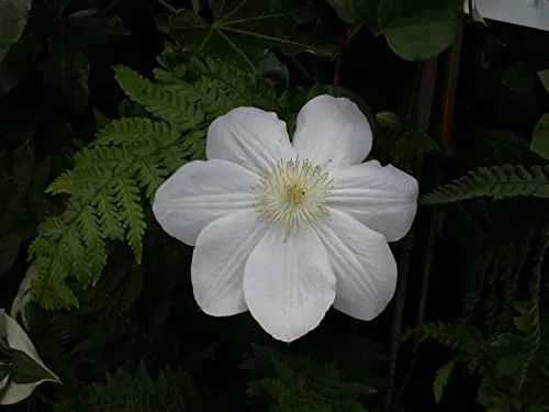 Waldrebe 'Madame Le Coultre' 60-100 cm Topf Clematis winterhart duftend | Sommergrün, weiß blühend Juni bis September, duftend, sonnig bis halbschattig, Rankhilfe, winterhart bis -20 °C