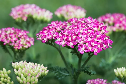 Produktbild Pflanzen für Dich Staude Achillea millefolium Cerise Queen, 1 St., Schafgarbe, Gemeine Schafgarbe