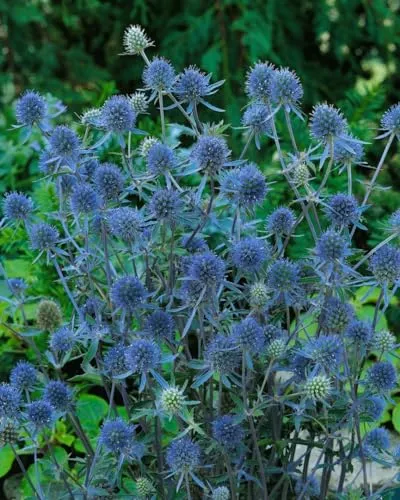 Eryngium planum 'Blauer Zwerg' 9x9 cm Topf – Winterhart, Mehrjährig, Pflegeleicht – Flachblatt-Mannstreu – Staude für Beet & Steingarten